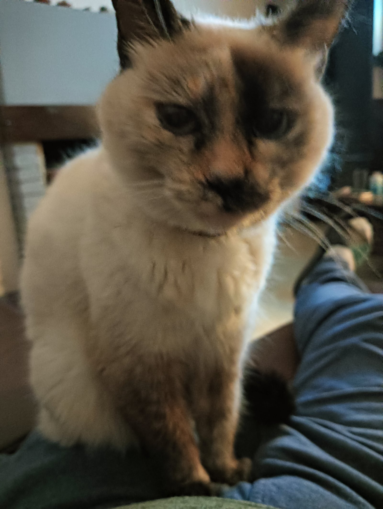 Dora
