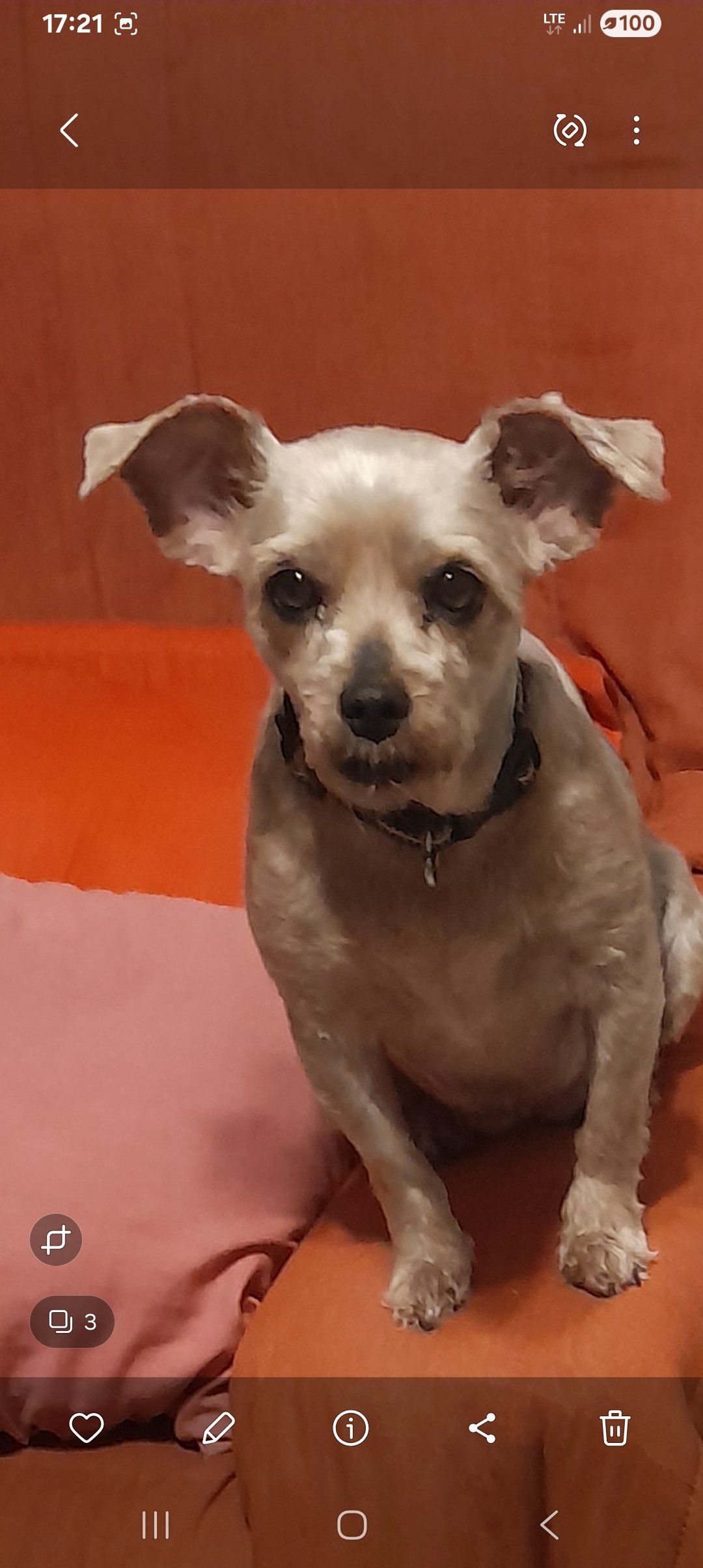 Layka