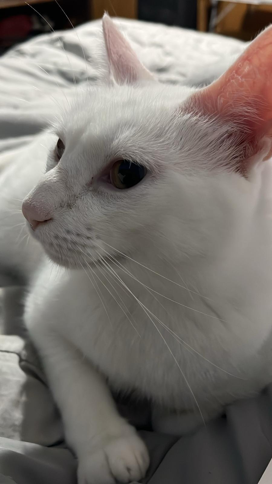 Dante