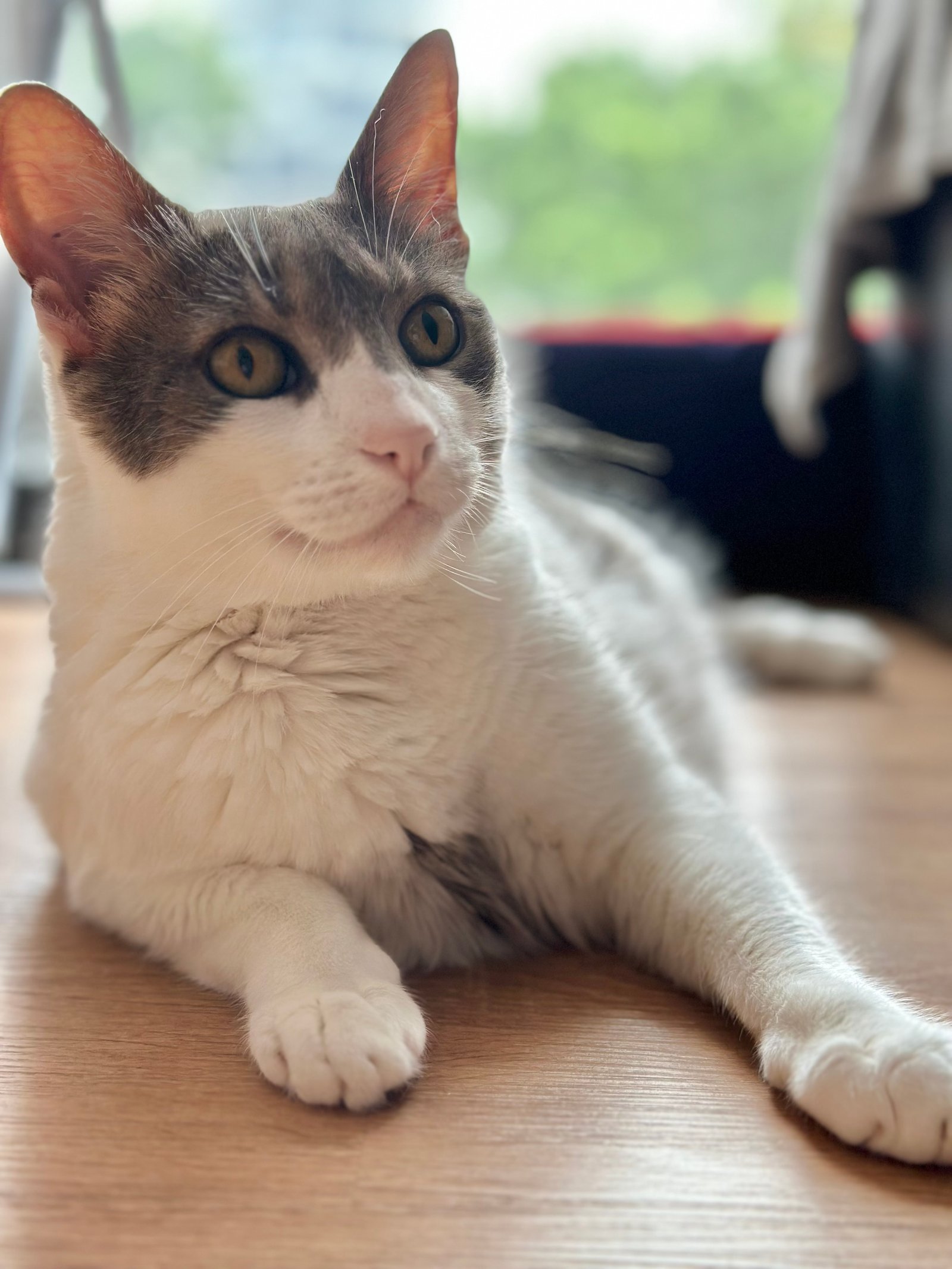 Mascota de la comunidad ShowPets: Cata