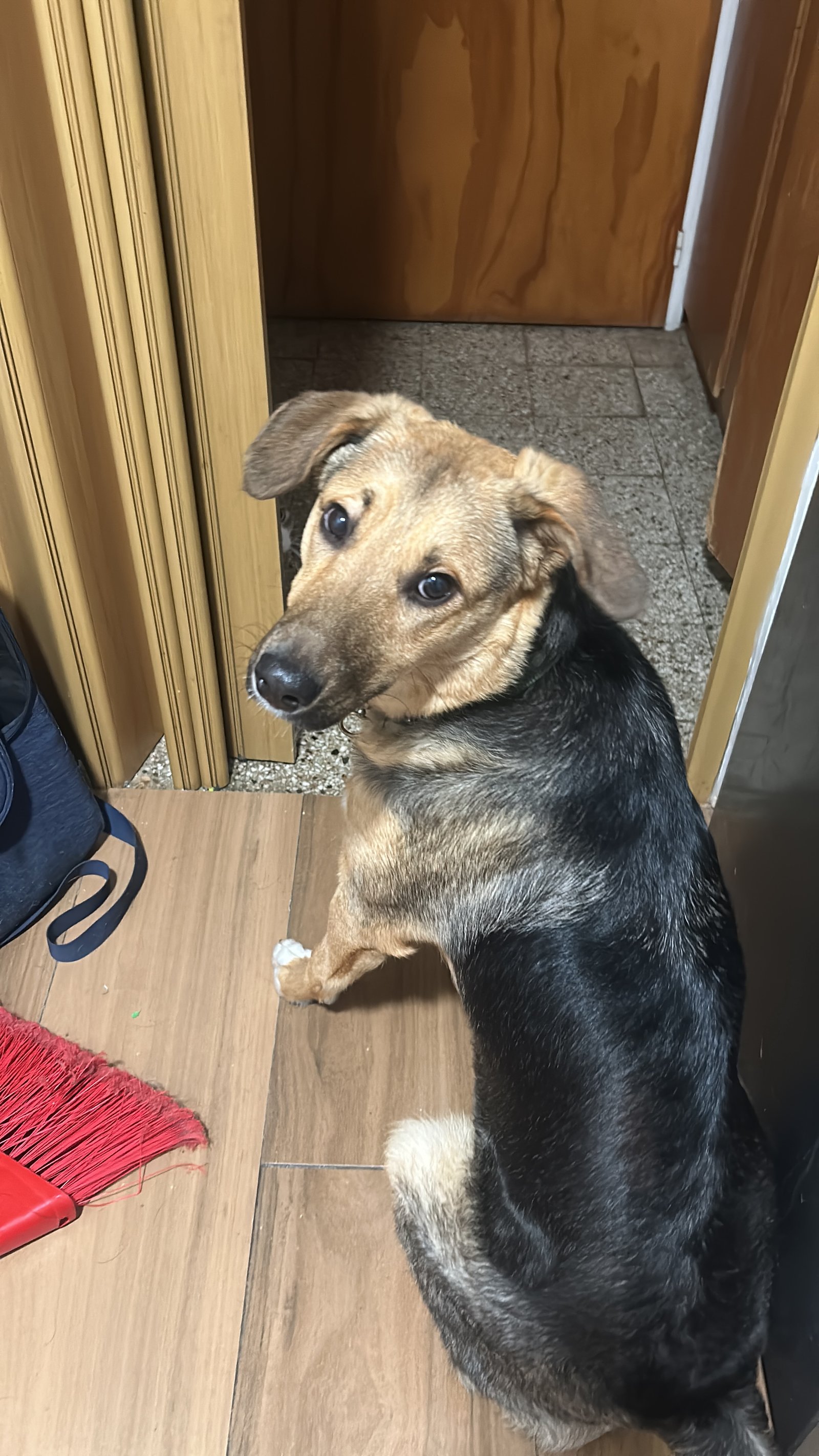 Mascota de la comunidad ShowPets: Barry