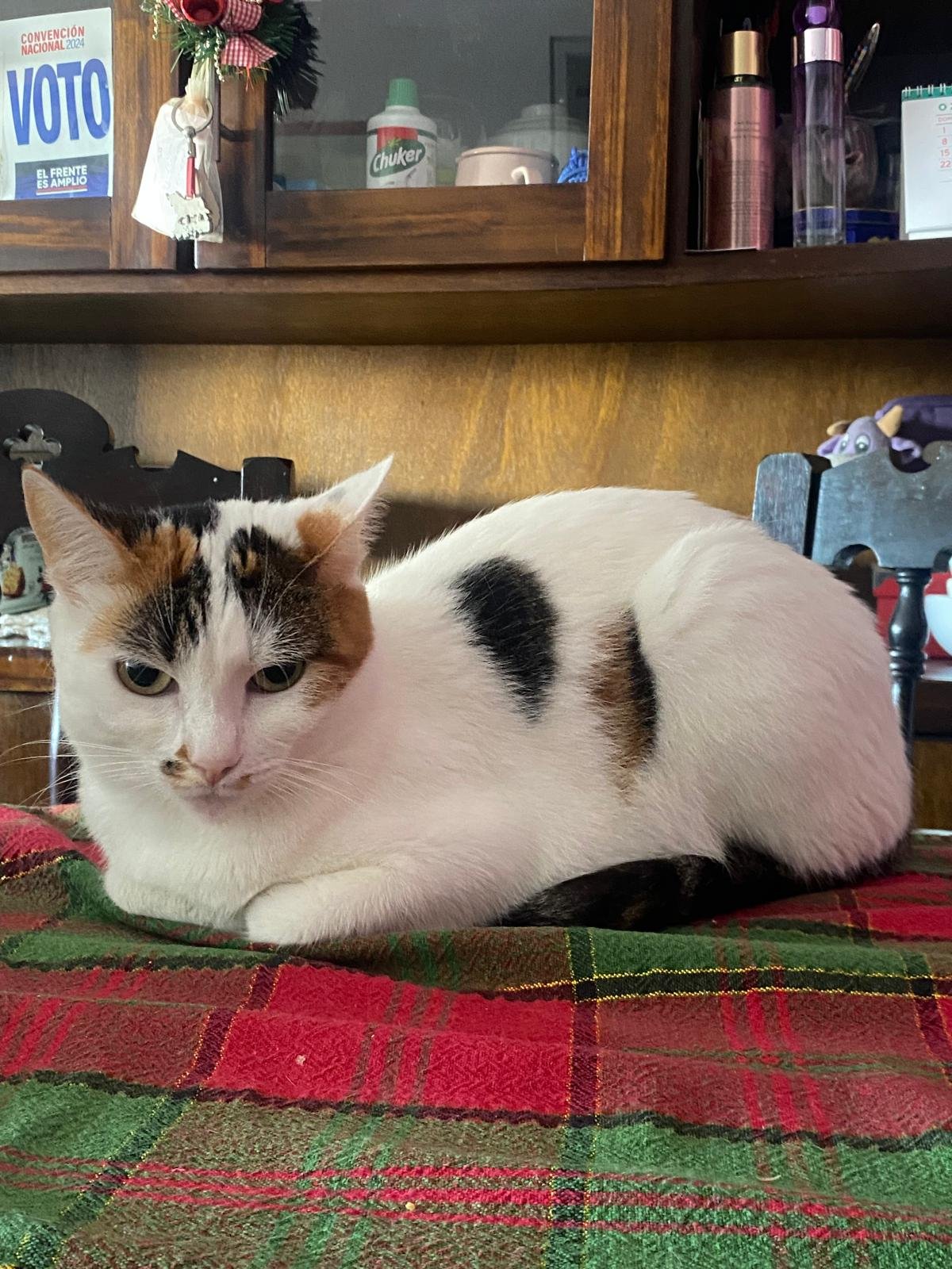 ShowPets community kjæledyr: Lila