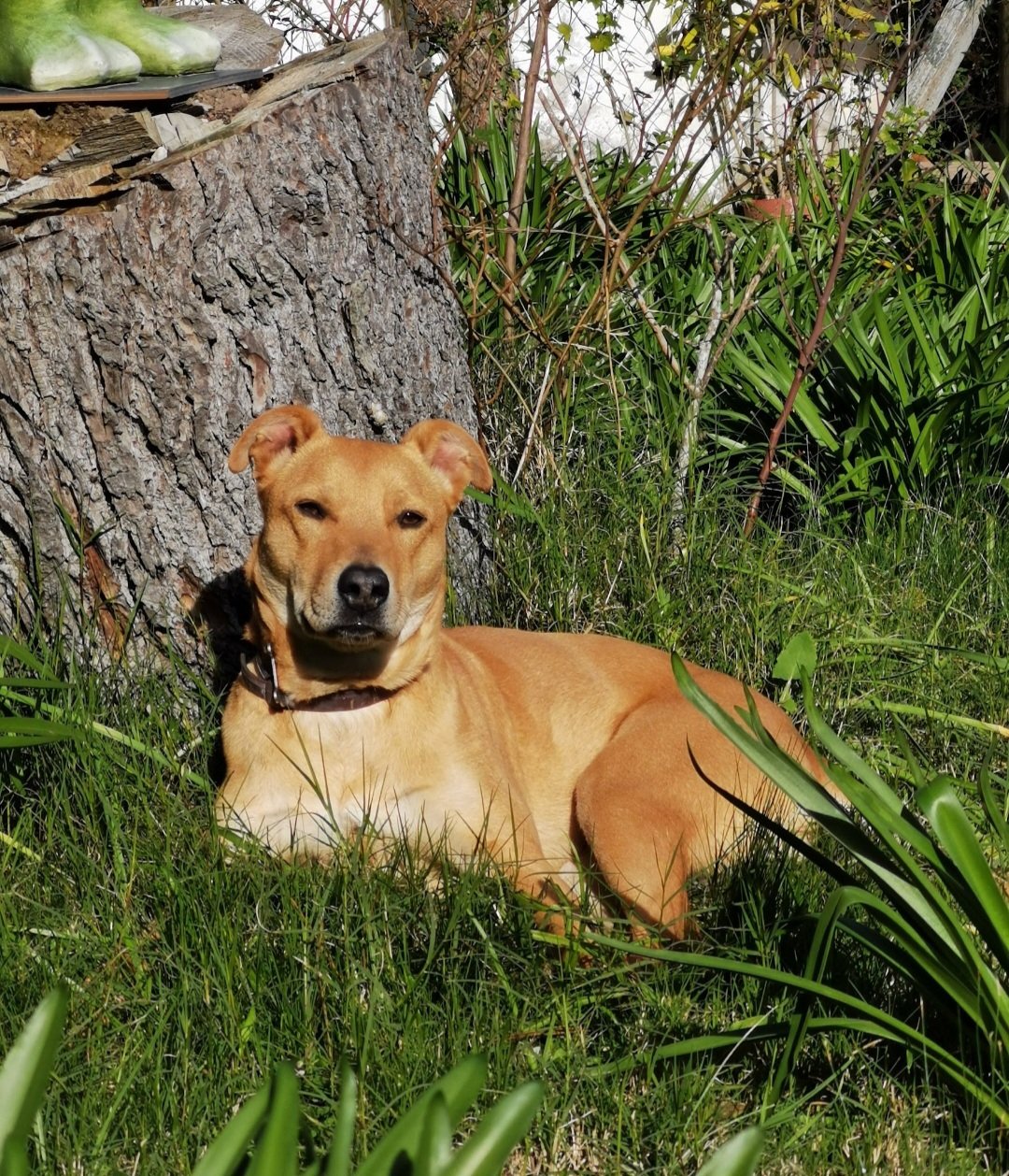 Pet da comunidade ShowPets: Nossa