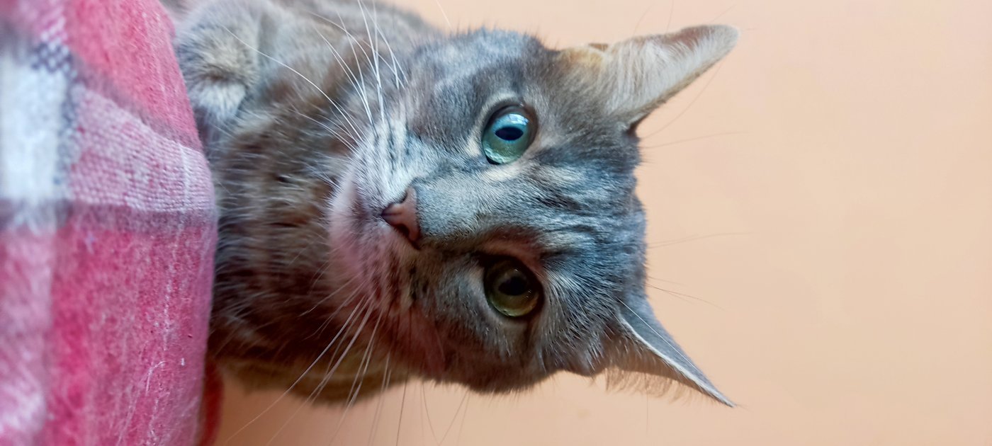 Cuidadores de Gatos en Maldonado y Punta del Este